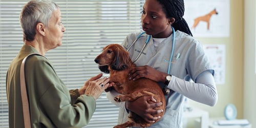 Veterinarian aiding client with pet care