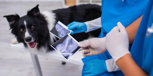 veterinary diagnostics