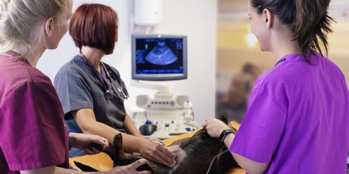 veterinary team