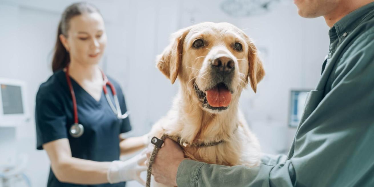 client pet