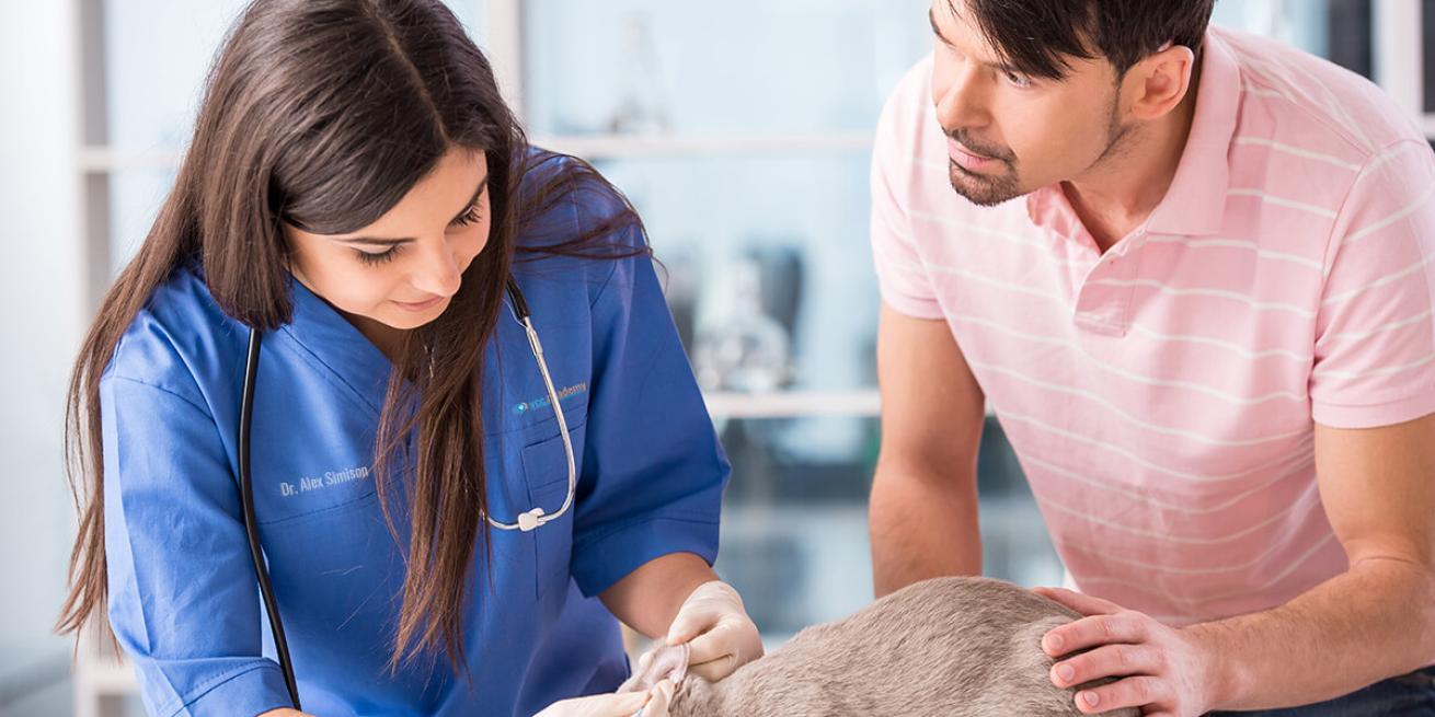 vet with client