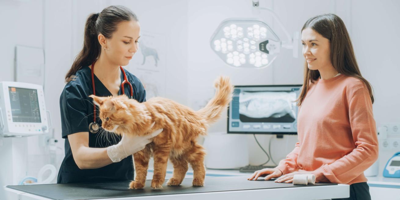 enhancing pet care